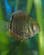 Severum