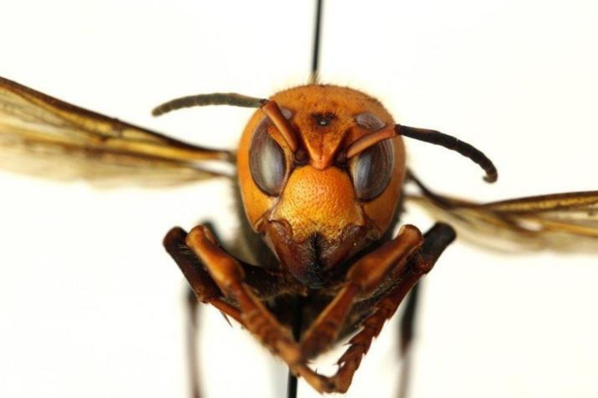 asian_giant_hornet_001_washingtonstatedeptofagriculture_bugwoodorg_.jpg